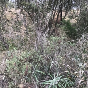 Melaleuca thymifolia at O'Malley, ACT - 31 Jul 2022 02:10 PM