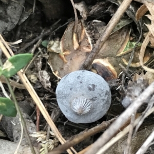 Geastrum tenuipes at O'Malley, ACT - 31 Jul 2022