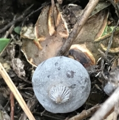 Geastrum tenuipes at O'Malley, ACT - 31 Jul 2022 01:37 PM