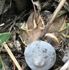 Geastrum tenuipes at O'Malley, ACT - 31 Jul 2022