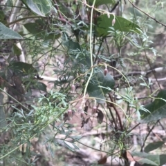 Clematis leptophylla at O'Malley, ACT - 31 Jul 2022