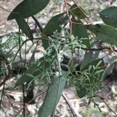 Clematis leptophylla at O'Malley, ACT - 31 Jul 2022