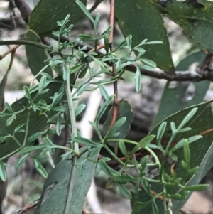 Clematis leptophylla at O'Malley, ACT - 31 Jul 2022