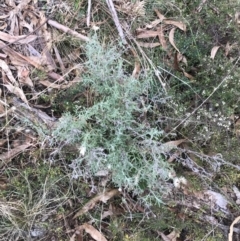 Vittadinia gracilis (New Holland Daisy) at O'Malley, ACT - 31 Jul 2022 by Tapirlord