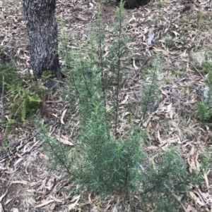 Cassinia quinquefaria at Phillip, ACT - 31 Jul 2022