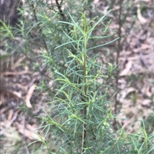 Cassinia quinquefaria at Phillip, ACT - 31 Jul 2022