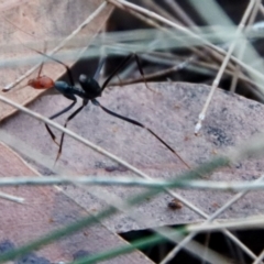 Leptomyrmex erythrocephalus at Moruya, NSW - 5 Aug 2022 by LisaH