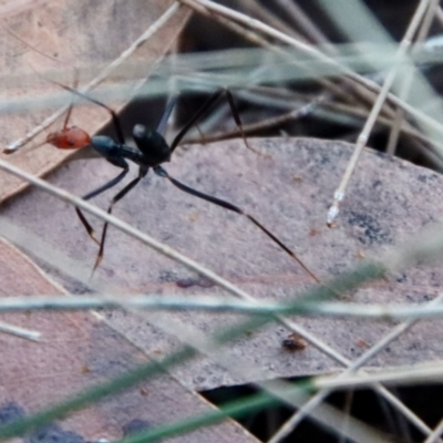 Leptomyrmex erythrocephalus (Spider ant) at Moruya, NSW - 5 Aug 2022 by LisaH