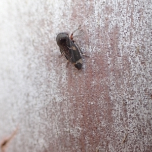 Eurypella tasmaniensis at Murrumbateman, NSW - 3 Aug 2022 04:29 PM