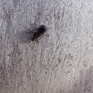 Eurypella tasmaniensis at Murrumbateman, NSW - 3 Aug 2022 04:29 PM