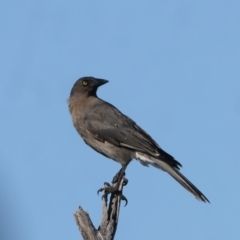 Strepera versicolor (Grey Currawong) at Hackett, ACT - 2 Aug 2022 by jb2602