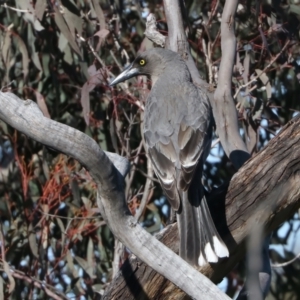 Strepera versicolor at Hackett, ACT - 2 Aug 2022