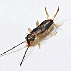 Forficula auricularia (European Earwig) at Crooked Corner, NSW - 5 Aug 2022 by Milly