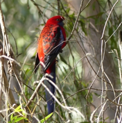 Platycercus elegans (Crimson Rosella) at Mittagong, NSW - 5 Aug 2022 by Curiosity