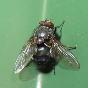 Calliphora vicina at Flynn, ACT - 31 Jul 2022