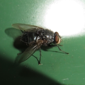 Calliphora vicina at Flynn, ACT - 31 Jul 2022