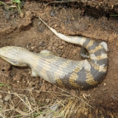 Tiliqua scincoides scincoides (Eastern Blue-tongue) at Mulligans Flat - 31 Jul 2022 by Christine