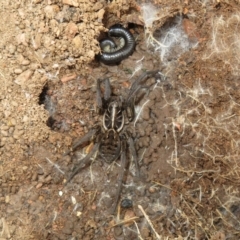 Tasmanicosa sp. (genus) at Bonner, ACT - 31 Jul 2022