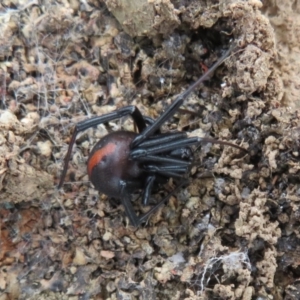 Latrodectus hasselti at Bonner, ACT - 31 Jul 2022