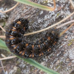 Apina callisto (Pasture Day Moth) at Bonner, ACT - 31 Jul 2022 by Christine