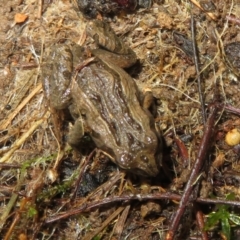 Crinia signifera (Common Eastern Froglet) at Mulligans Flat - 31 Jul 2022 by Christine