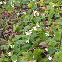 Viola odorata (Sweet Violet, Common Violet) at Paddys River, ACT - 6 Aug 2022 by michaelb