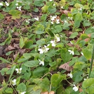 Viola odorata at Paddys River, ACT - 6 Aug 2022