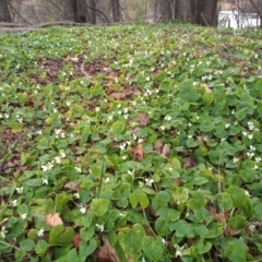 Viola odorata at Paddys River, ACT - 6 Aug 2022