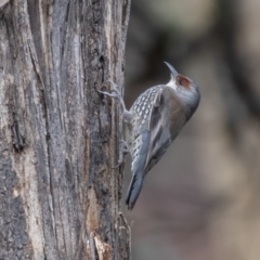 Climacteris erythrops at Campbell, ACT - 6 Aug 2022 09:38 AM