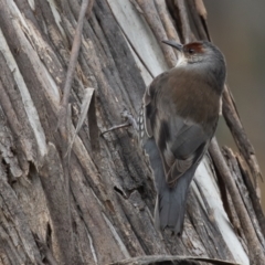 Climacteris erythrops at Campbell, ACT - 6 Aug 2022 09:38 AM