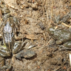 Limnodynastes tasmaniensis (Spotted Grass Frog) at Mulligans Flat - 31 Jul 2022 by Christine
