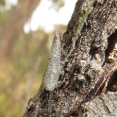 Psychidae (family) MATURE (Case Moth) at Bonner, ACT - 31 Jul 2022 by Christine