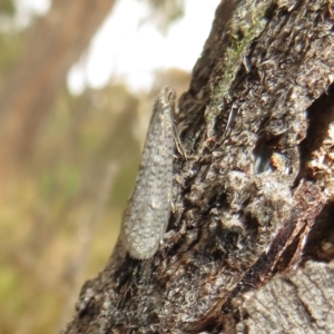 Psychidae (family) MATURE at Bonner, ACT - 31 Jul 2022 12:03 PM