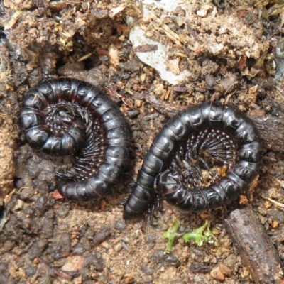 Paradoxosomatidae sp. (family) (Millipede) at Mulligans Flat - 31 Jul 2022 by Christine