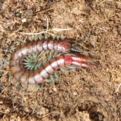 Cormocephalus sp.(genus) (Scolopendrid Centipede) at Mulligans Flat - 31 Jul 2022 by Christine