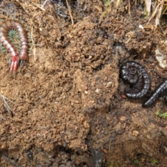 Cormocephalus sp.(genus) at Bonner, ACT - 31 Jul 2022