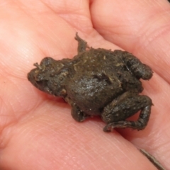 Crinia parinsignifera (Plains Froglet) at Bonner, ACT - 31 Jul 2022 by Christine