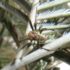 Araneus hamiltoni (Hamilton's Orb Weaver) at Mulligans Flat - 31 Jul 2022 by Christine