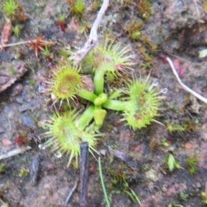 Drosera sp. at Bonner, ACT - 31 Jul 2022 11:46 AM