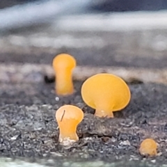 Unidentified Clubs/stalks on wood or on leaf/twig litter at Lade Vale, NSW - 6 Aug 2022 by trevorpreston