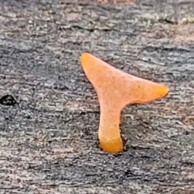 zz jelly-like puzzles at Mundoonen Nature Reserve - 6 Aug 2022 by trevorpreston