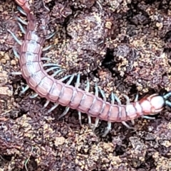 Cormocephalus sp.(genus) (Scolopendrid Centipede) at Mundoonen Nature Reserve - 6 Aug 2022 by trevorpreston