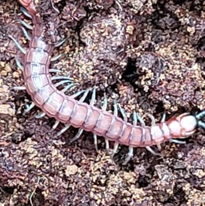 Cormocephalus sp.(genus) (Scolopendrid Centipede) at Mundoonen Nature Reserve - 6 Aug 2022 by trevorpreston