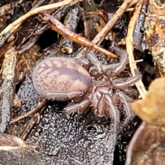 Paraembolides sp. (genus) (A funnel-web spider) at Lade Vale, NSW - 6 Aug 2022 by trevorpreston