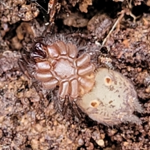 Paraembolides sp. (genus) at Lade Vale, NSW - 6 Aug 2022