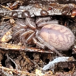 Paraembolides sp. (genus) at Lade Vale, NSW - 6 Aug 2022