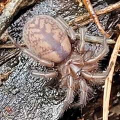 Paraembolides sp. (genus) at Lade Vale, NSW - 6 Aug 2022