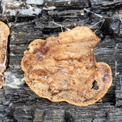 Unidentified Other fungi on wood at Lade Vale, NSW - 6 Aug 2022 by trevorpreston