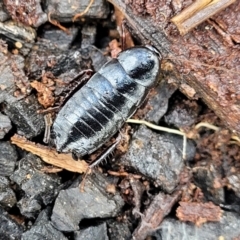 Platyzosteria melanaria (Common Eastern Litter Runner) at Lade Vale, NSW - 6 Aug 2022 by trevorpreston