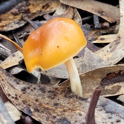 Cortinarius sinapicolor at Lade Vale, NSW - 6 Aug 2022 by trevorpreston